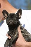 ADULTE ET CHIEN 006